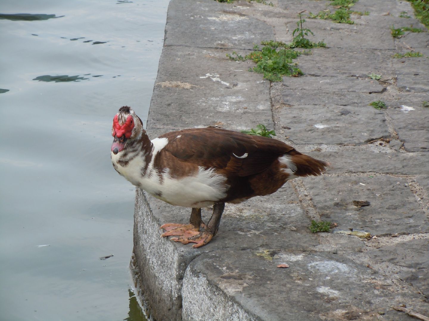 Anatra da identificare